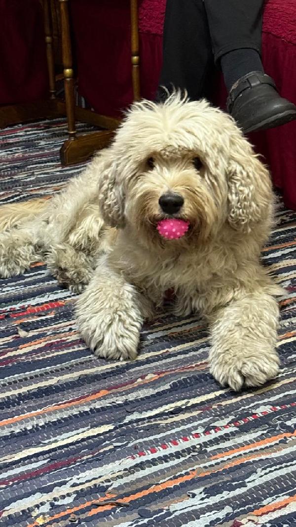 Fluffy, una barbonicino tutto arruffato da adottare Foto 4